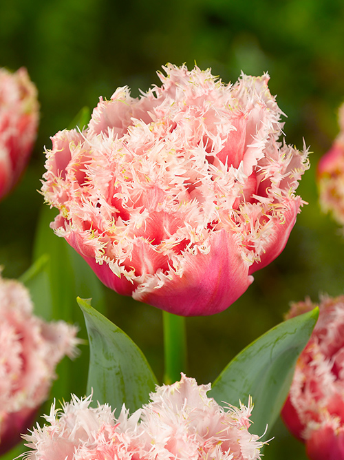 フラワー バルブ オブ ザ イヤー Flower Bulb Of The Year Ibulb Japan アイバルブ ジャパン